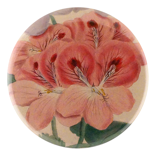 Pink Geranium