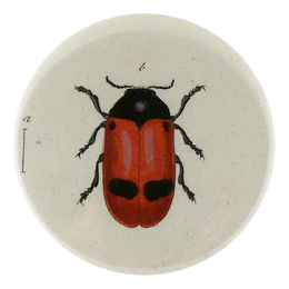 Ant Bag Beetle