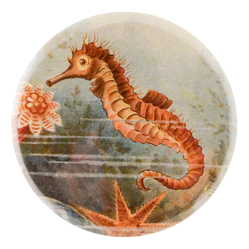 Seahorse