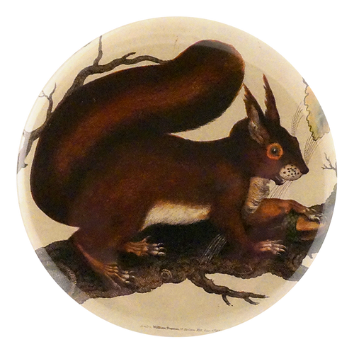 Squirrel