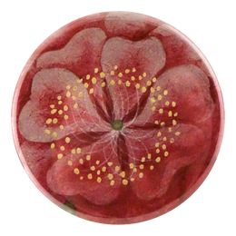 Tropical Rose