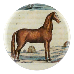Brown Horse 5