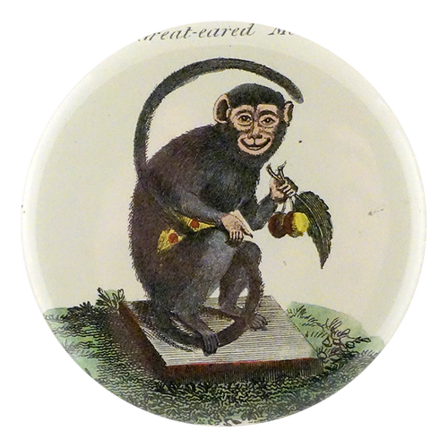 Great-Eared Monkey