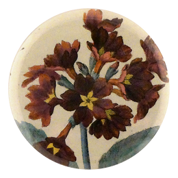 Auricula XIX