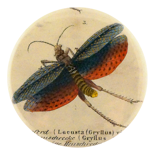 Gryllus