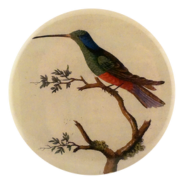 Harlequin Hummingbird