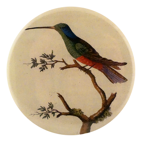 Harlequin Hummingbird