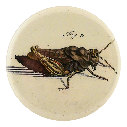 Locust