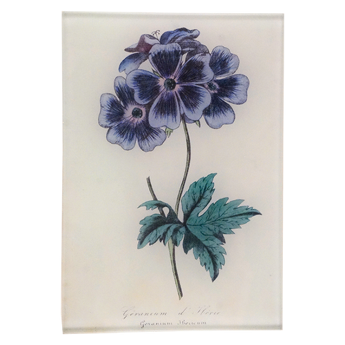 Blue Geranium (Single)