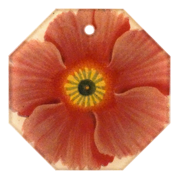 Primula 5