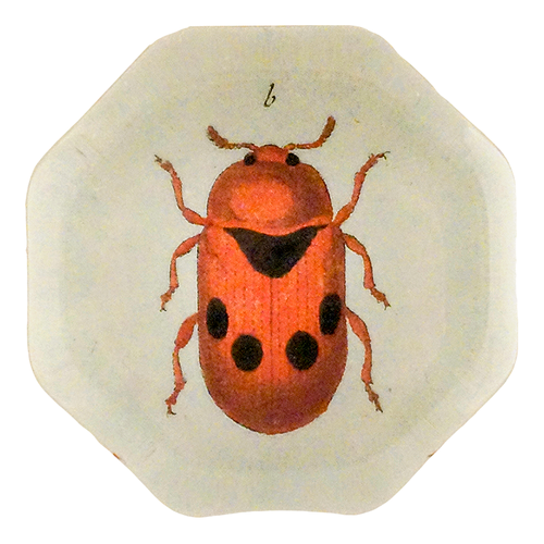 Black Dotted Red Leaf Beetle (Beetles)
