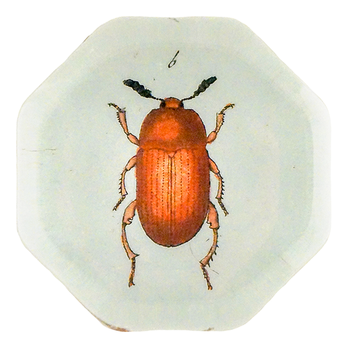 Red Altica Beetle (Beetles)