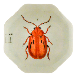 Red Onion Beetle (Beetles)