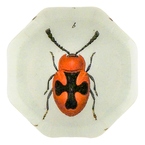 Red Scarlet Fungus Beetle (Beetles)