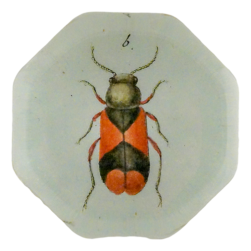 Soft-Winged Beetle (Beetles)