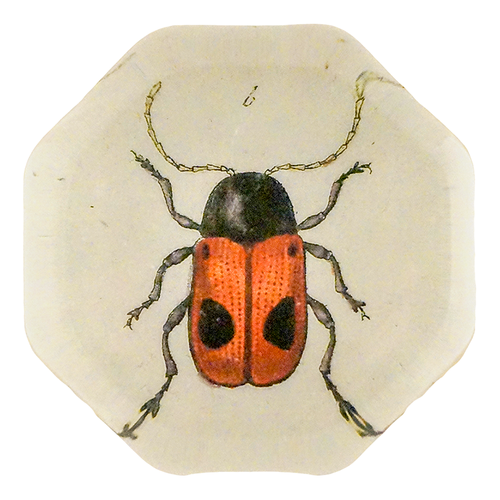 Two Dotted Leaf Beetle (Beetles)