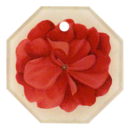 Geranium Fleuret 3