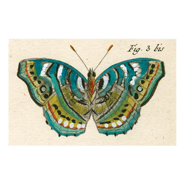 Blue Green Butterfly