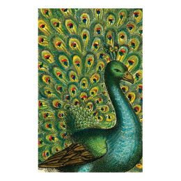 Coy Peacock