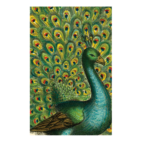 Coy Peacock