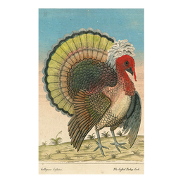 Crested Turkey