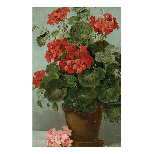 Geranium
