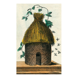 Hive