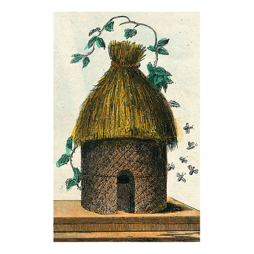 Hive