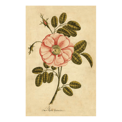 Painted Rose