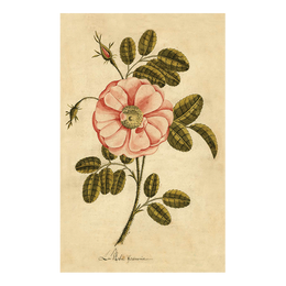 Painted Rose