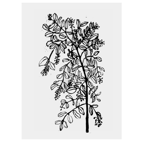 Privet