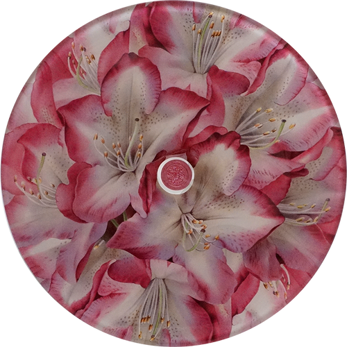 Rhododendron Princess of Wales