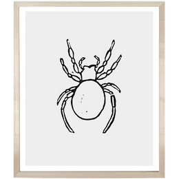 Spider 1