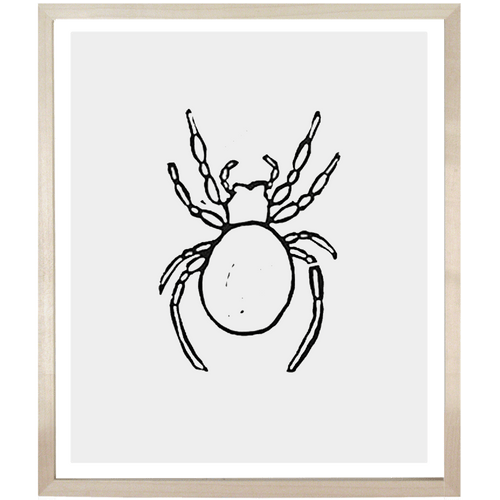 Spider 1