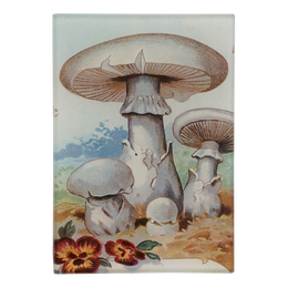 Three white mushrooms that take up most of the design and two red and yellow flowers on the bottom left. This is on a three and a half inch by five inch glass tray.
