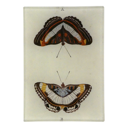 A three and a half inch by five inch vertical rectangle glass tray featuring two vintage butterflies on a cream background. 