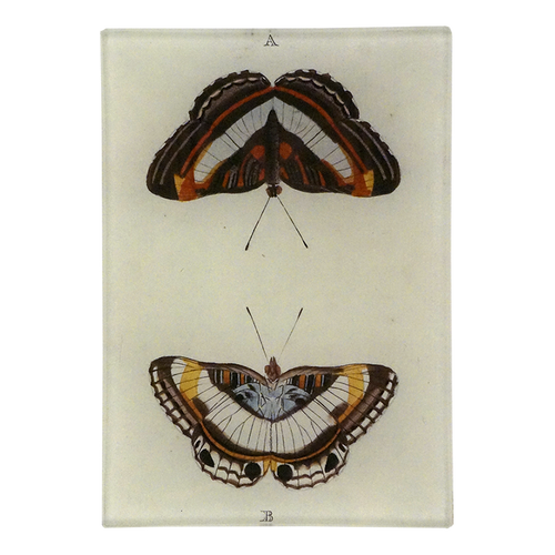 A three and a half inch by five inch vertical rectangle glass tray featuring two vintage butterflies on a cream background. 