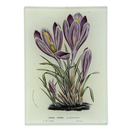 A three and a half inch by five inch rectangle vertical tray featuring a vintage botanical print of purple crocuses with green leaves on a cream-colored background.
