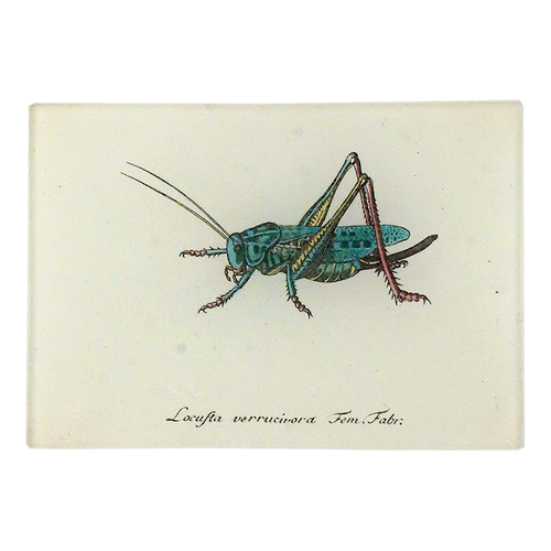 Illustration of a grasshopper on a three and half inch by five inch rectangular glass tray. 