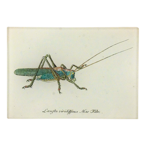 Illustration of a grasshopper on a three and a half inch by five inch rectangular glass tray. 