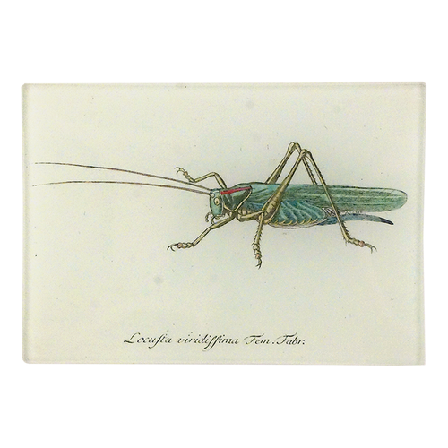 A three inch by five inch horizontal rectangle glass tray featuring an illustration of a grasshopper toward the right of the tray facing left on a beige background.