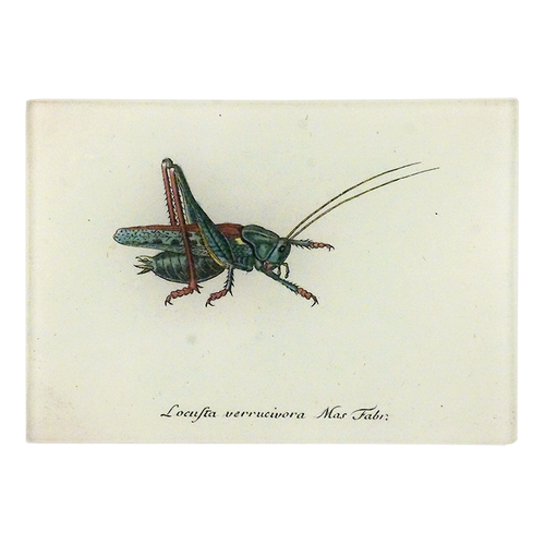 A three and a half inch by five inch horizontal rectangle glass tray featuring an illustration of a grasshopper on a white background. 
