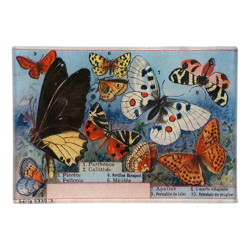A selection of ten different butterflies with each names on the bottom on a three and a half by five inch rectangular glass tray. 