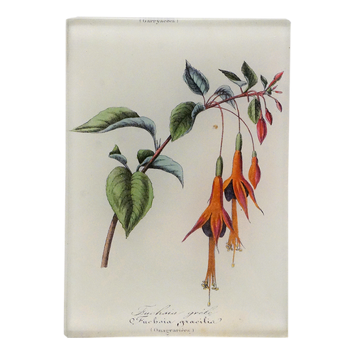 Fuchsia flowers and green leaves on a three and a half inch by five inch glass tray.
