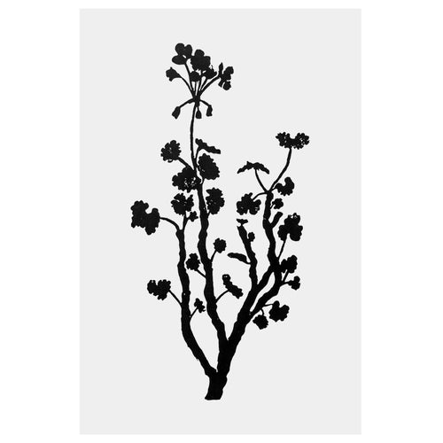 Tall Geranium