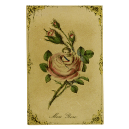 Moss Rose