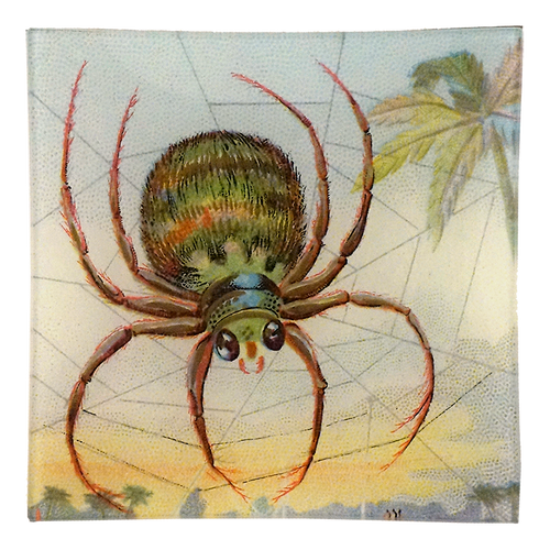 Big Spider Web