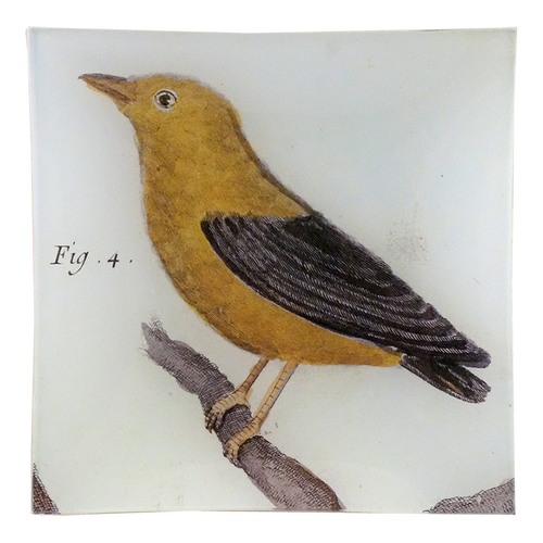 Manakin