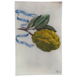 Limon 267