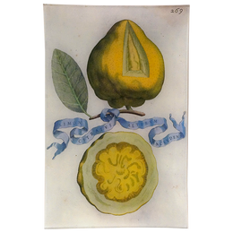 Limon 269
